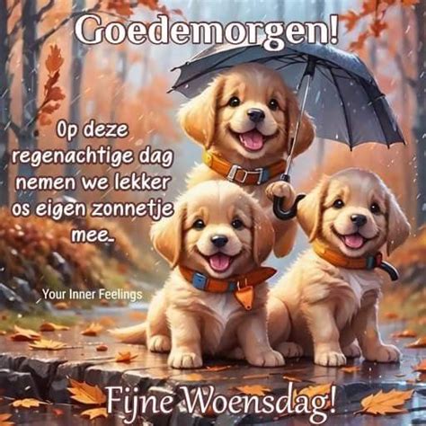 Pin Van Renata Op Snel Bewaren Goedemorgen Woensdag Woensdag Humor