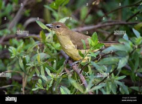 Yellow Bellied Greenbul Chlorocichla Flaviventris Umkhuze Game