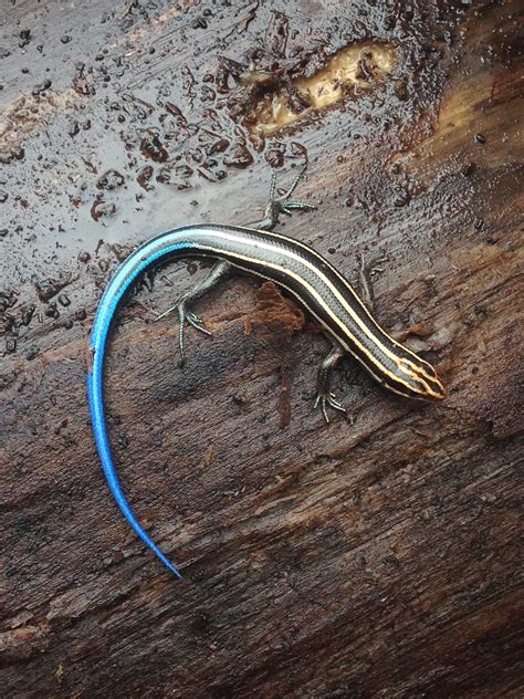 AAH Sanctuary Species-Skink — Audubon Society of Northern Virginia