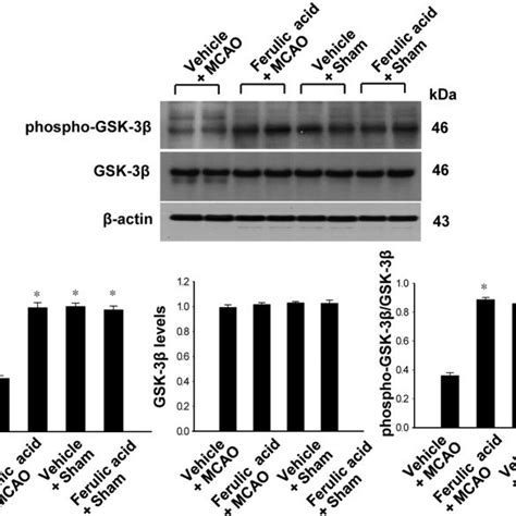 Western Blot Analysis Of Phospho Gsk 3β And Gsk 3β In The Cerebral Download Scientific Diagram