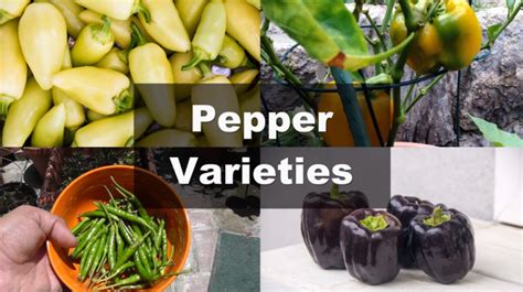 How To Grow Bell Peppers Expert Tips For Abundant Harvest Garden Fill