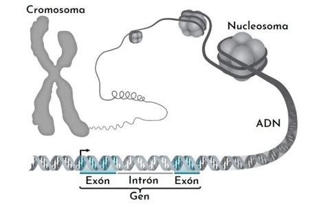 Empaquetamiento Del Adn Qué Es Estructura Niveles Compactación