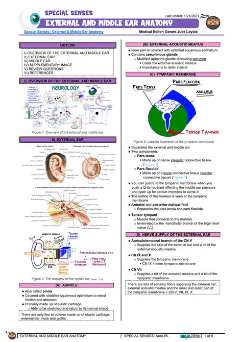 SOLUTION: 6 external middle ear anatomy - Studypool