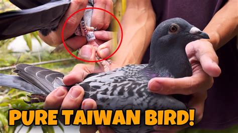 Bagong Taiwan Bird Day Lang Batcher Na Matalinong Kalapati Sya