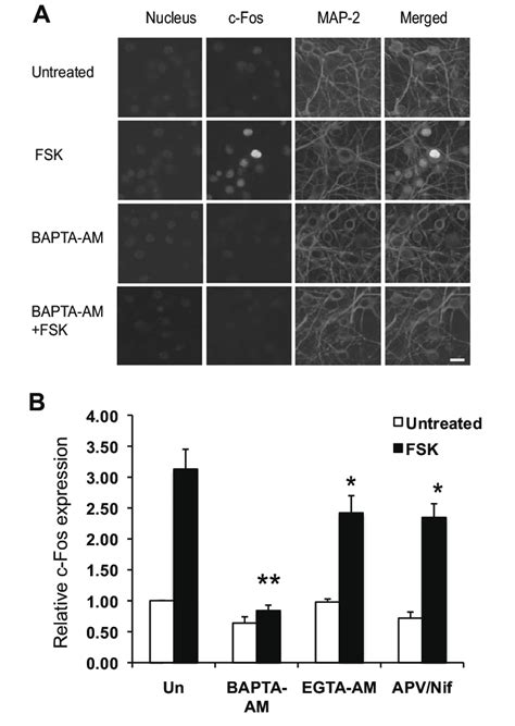 Intracellular Ca Is Required For Camp Induced C Fos Expression In