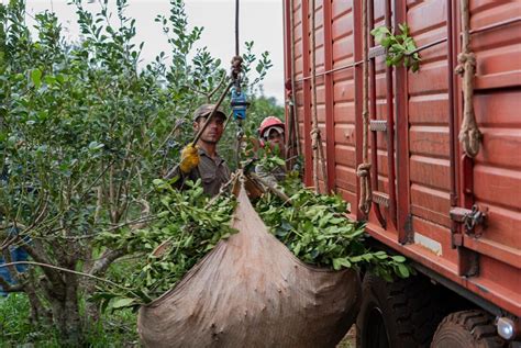 Se Desregula El Precio De La Yerba Y Alertan Por Fuertes Aumentos El