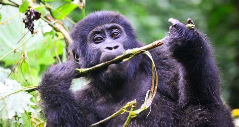 Days Rwanda Gorilla Trekking Big Big Cats Lake Kivu Tour By