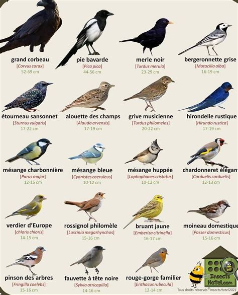 Pingl Par Linda Peladeau Sur Oiseaux En Oiseaux De France