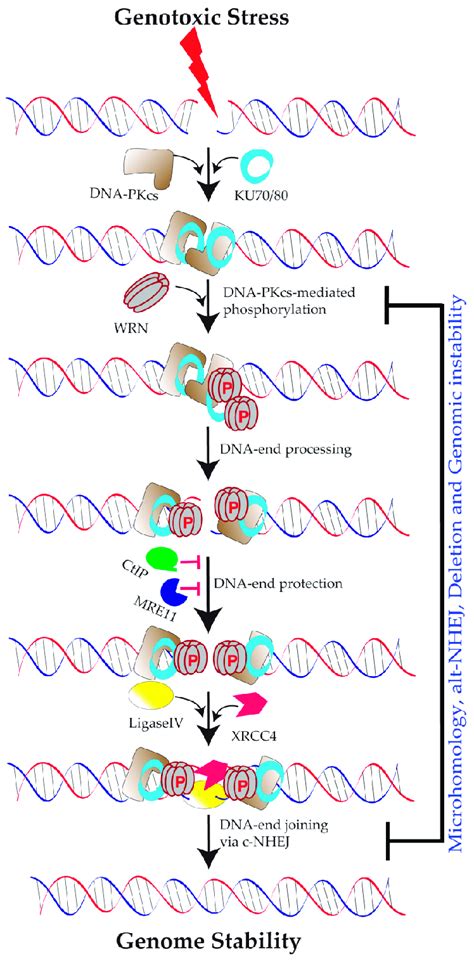 Schematic Showing The Involvement Of Wrn In Classical Non Homologous