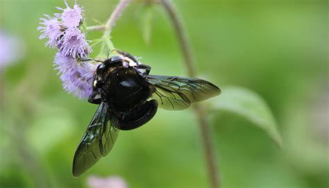 Southern Carpenter Bee In A Flower On Focus PixaHive