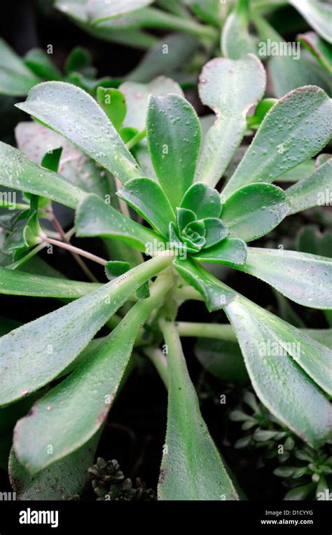 Thick Leaves Succulents Hi Res Stock Photography And Images Alamy