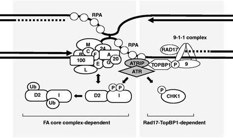 Our Proposed Model For Two Distinct Pathways In Icl Induced Atr