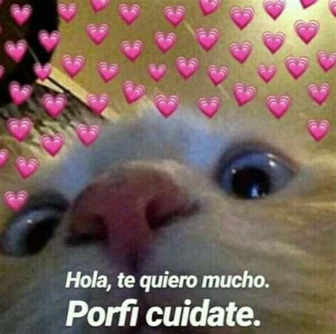 Hola Porfa Cuidate Memes De Amor Con Gatos 3 En 2020 Memes Lindos