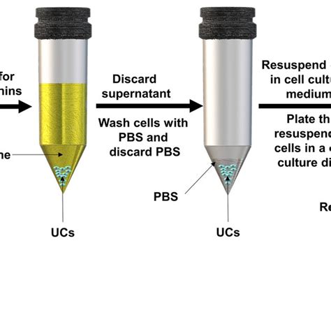 Isolation And Culturing Of Human Urine Cells Derived From Human Urine