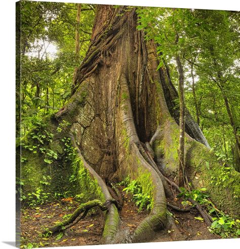 Kapok Tree Central Highlands Arenal National Park La Fortuna Costa