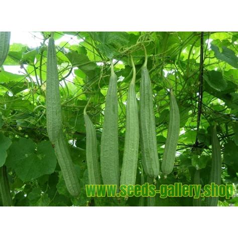 Angled luffa, Ridged luffa Seeds (Luffa acutangula) - Price €1.95