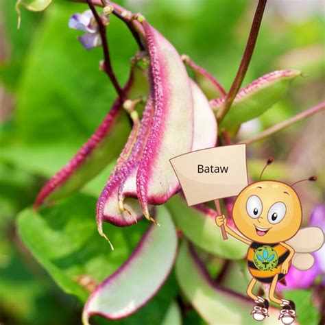 binhi pantanim seeds bataw hyacinth bean gulay lazada ph