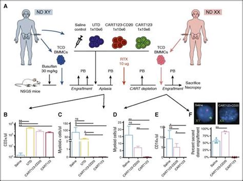 Optimized Depletion Of Chimeric Antigen Receptor T Cells In Murine