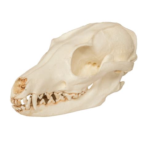 Replica Gray Fox Skull Skulls Unlimited International Inc