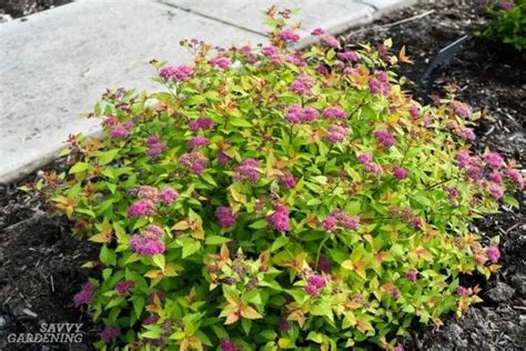 Small Flowering Bushes For Partial Sun - 7 Shrubs for Shade Gardens ...