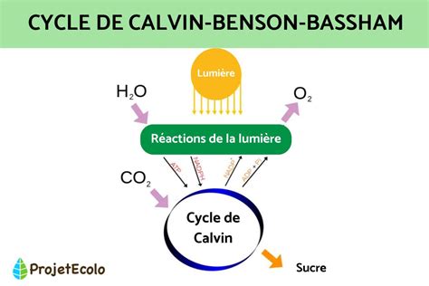 CYCLE DE CALVIN SIMPLIFIÉ qu est ce que c est et PHASES du cycle Résumé