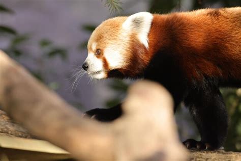 Premium Photo | A little red panda climbing on a tree branch in its zoo ...