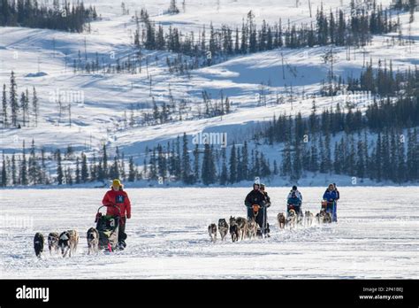 Dog sledding in Norway Stock Photo - Alamy