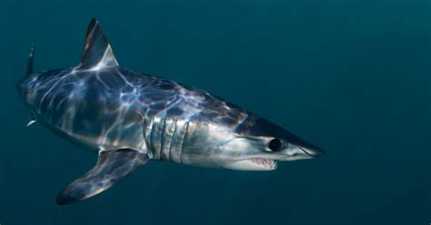 За 63-килограммовым мако исследователи наблюдают уже долге время, это ...