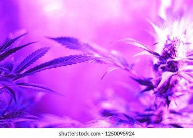 Cannabis Sativa Flowering Stock Photo 1250095924 | Shutterstock