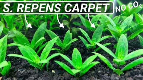 Aquarium Carpet Plants Staurogyne Repens YouTube