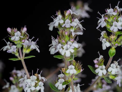 Thymus - Thymian (Lamiaceae) - Peter-Pauls Blog