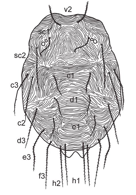 The Tenuipalpidae Acari Trombidiformes Of Israel Ueckermann