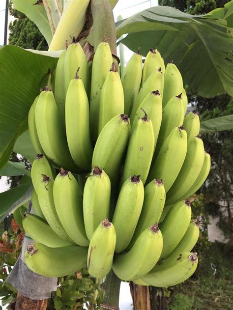 12 Banana Varieties You Can Grow In The Garden