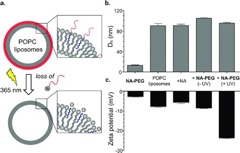 Incorporation And Activation Of NA PEG In Model Lipid Membranes A