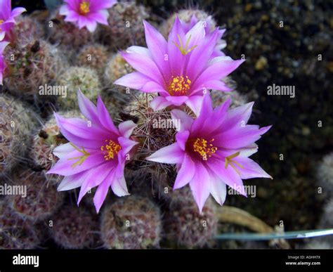 Mammillaria Mammillaria Occidentalis Hi Res Stock Photography And