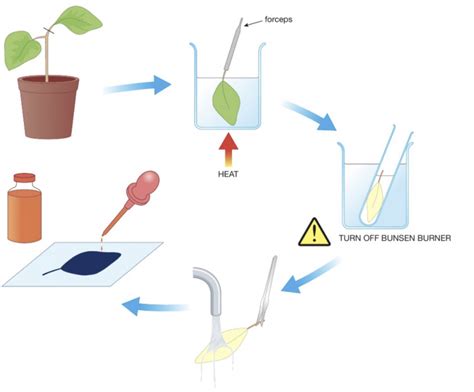 Testing A Leaf For Starch Diagram Quizlet