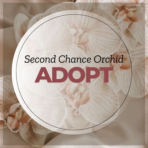 chance orchids  el dorado hills ca dreamy floret
