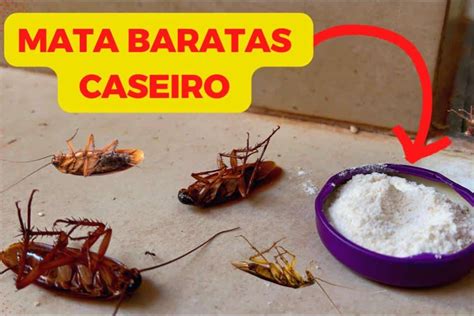 O'que Espanta Barata - Como espantar baratas da sua casa de uma vez por todas sem precisar de ...