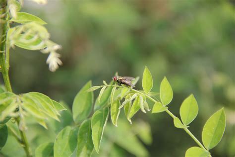 Free Images Tree Nature Branch Blossom Leaf Flower Fly Green