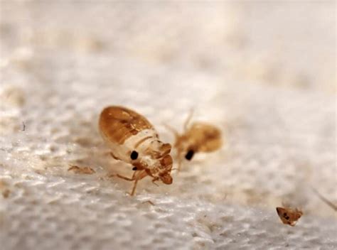 Bed Bug Shells: Size, Appearance, and Everything You Need to Know