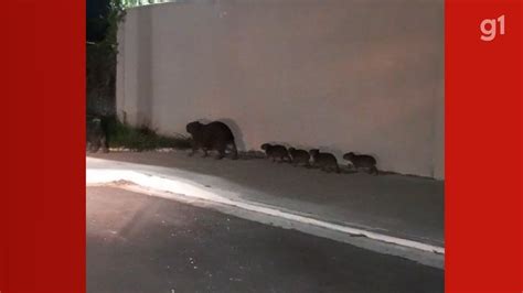 Fam Lia De Capivaras Flagrada Passeando Em Avenida No Interior De Sp