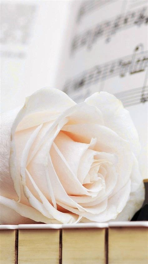 White Rose Aesthetic Wallpaper