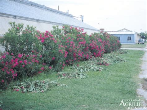 Plants of Texas Rangelands » Common Oleander