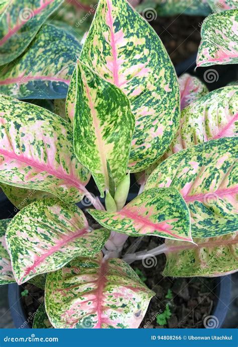 Fondo De La Planta Del Aglaonema Foto De Archivo Imagen De Brillante