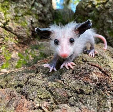 Pin On Opossums 🦡🦡🦡 Cute Small Animals Silly Animals Baby Possum