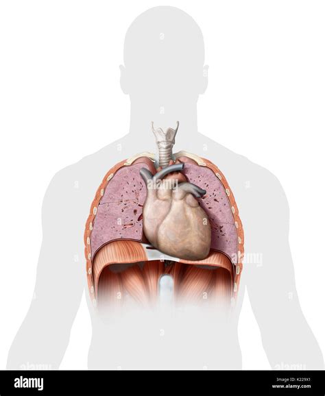 Chest Anatomy Hi Res Stock Photography And Images Alamy