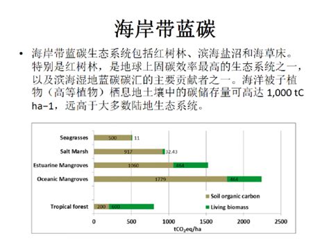 周秋麟：提高海洋对碳中和的贡献手机新浪网