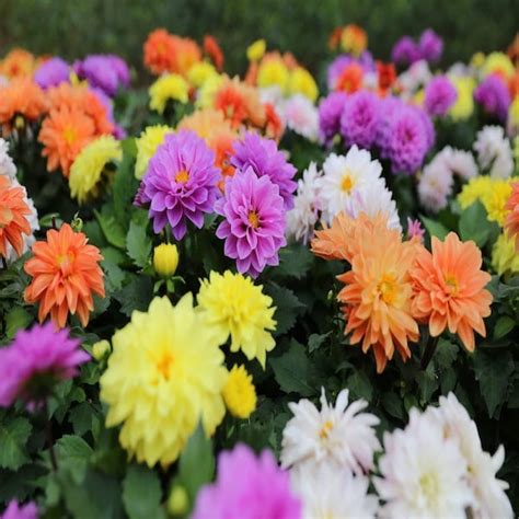 Dahlia Seeds Zinnia Lilliput Mix Spectacular Multi Colored