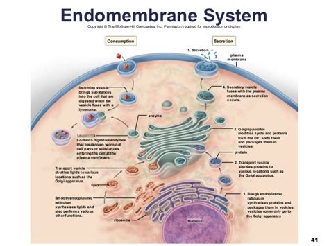 Importance Of Endomembrane System Endomembrane System 