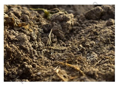 Types Of Soil Sandy Soil Clay Soil Silt Soil Loam Soil